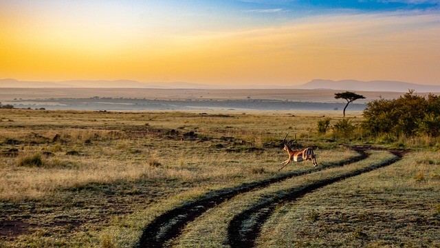 Antelope, Safari